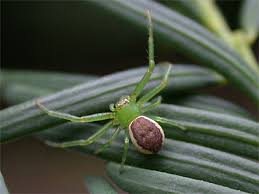 Attēlu rezultāti vaicājumam “Diaea dorsata”