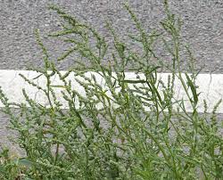 Attēlu rezultāti vaicājumam “Atriplex littoralis fruit”