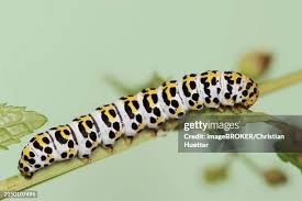 Attēlu rezultāti vaicājumam “Shargacucullia scrophulariae”