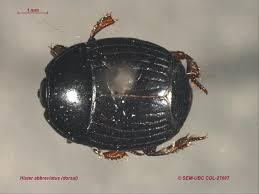 Attēlu rezultāti vaicājumam “Histeridae”