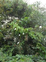 Attēlu rezultāti vaicājumam “Calystegia inflata leaf”