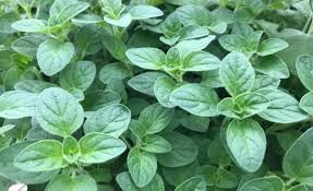Image result for Origanum vulgare