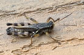Attēlu rezultāti vaicājumam “Orthoptera”
