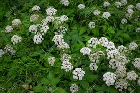 Attēlu rezultāti vaicājumam “Aegopodium podagraria flower”