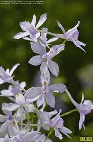 Image result for Consolida ajacis oder Consolida regalis