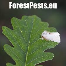 Attēlu rezultāti vaicājumam “Euproctis similis larva”