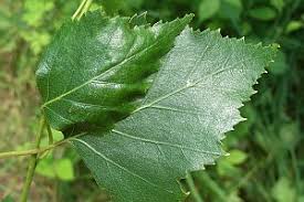 Attēlu rezultāti vaicājumam “Enargia paleacea”