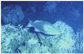 Image result for Mycteroperca phenax