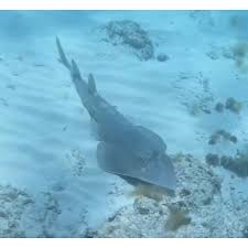 Image result for Himantura uarnak