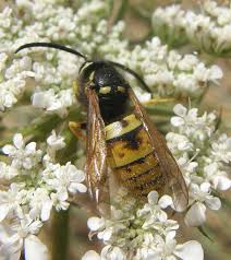 Attēlu rezultāti vaicājumam “Vespula rufa”