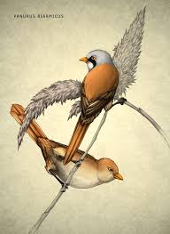 Attēlu rezultāti vaicājumam “Panurus biarmicus male”