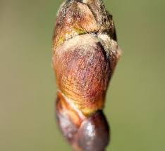 Attēlu rezultāti vaicājumam “Tilia platyphyllos Laciniata”