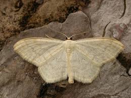 Attēlu rezultāti vaicājumam “Scopula floslactata imago”