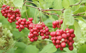 Attēlu rezultāti vaicājumam “Schisandra chinensis”