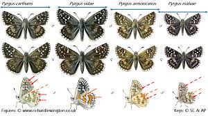 Attēlu rezultāti vaicājumam “Pyrgus serratulae upperside”