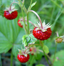 Attēlu rezultāti vaicājumam “Fragaria viridis fruit”