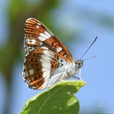Attēlu rezultāti vaicājumam “Limenitis camilla underside”