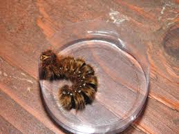 Attēlu rezultāti vaicājumam “Lasiocampa quercus”