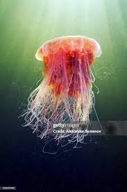 Image result for Cyanea capillata