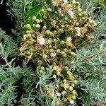 Attēlu rezultāti vaicājumam “Ledum palustre fruit”