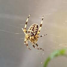 Attēlu rezultāti vaicājumam “Araneus diadematus juvenile”