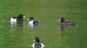 Attēlu rezultāti vaicājumam “Aythya fuligula male”