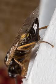 Attēlu rezultāti vaicājumam “Pontania proxima”