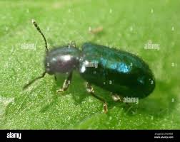 Attēlu rezultāti vaicājumam “Korynetes caeruleus”