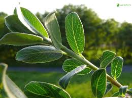 Attēlu rezultāti vaicājumam “Salix repens subsp. rosmarinifolia fruit”