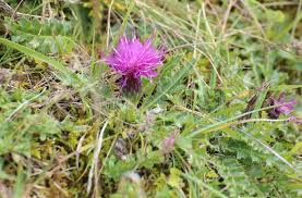 Attēlu rezultāti vaicājumam “Cirsium acaule fruit”