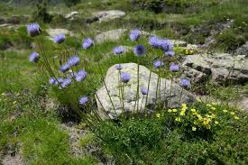 Attēlu rezultāti vaicājumam “Jasione montana leaf”