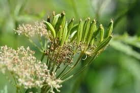 Image result for Myrrhis odorata