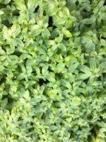 Attēlu rezultāti vaicājumam “Callitriche verna leaf”