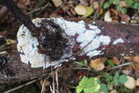 Attēlu rezultāti vaicājumam “Mycoacia fuscoatra”