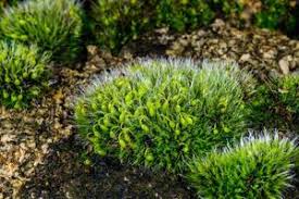 Attēlu rezultāti vaicājumam “Grimmia pulvinata sporophyte”
