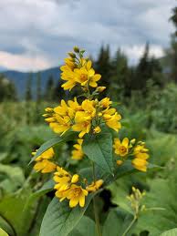 Attēlu rezultāti vaicājumam “Lysimachia vulgaris”
