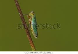 Attēlu rezultāti vaicājumam “Cicadella viridis”