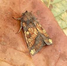 Attēlu rezultāti vaicājumam “Gortyna flavago”