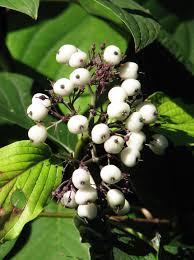 Attēlu rezultāti vaicājumam “Cornus sericea fruit”