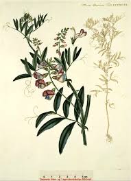 Attēlu rezultāti vaicājumam “Lathyrus palustris leaf”