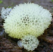 Attēlu rezultāti vaicājumam “Ceratiomyxa fruticulosa spores”