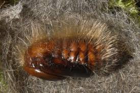 Attēlu rezultāti vaicājumam “Gynaephora selenitica”