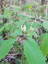 Attēlu rezultāti vaicājumam “Lonicera xylosteum flower”