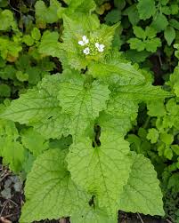 Attēlu rezultāti vaicājumam “Alliaria petiolata”