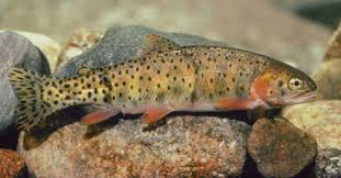Image result for Oncorhynchus clarkii