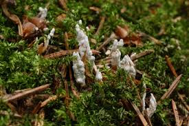 Attēlu rezultāti vaicājumam “Cordyceps farinosa”