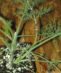 Attēlu rezultāti vaicājumam “Anethum graveolens flower”