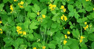 Image result for Chelidonium majus