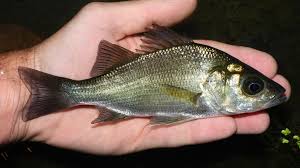 Image result for Morone americana