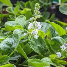 Image result for Veronica officinalis